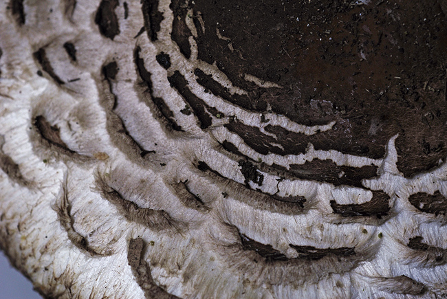 Chlorophyllum brunneum